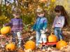 Gathering Pumpkins